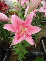 [5575 VH05 No02.JPG]